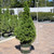 Picea glauca Conica 169702